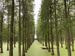 -渌洋湖湿地公园