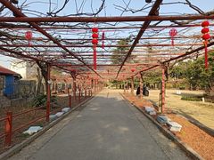 -嘉定紫藤园