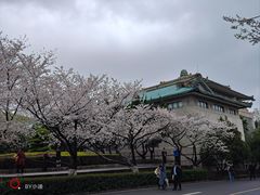 -武汉大学-樱园