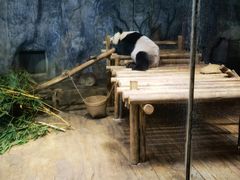 -深圳野生动物园