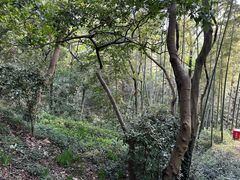 -上海佘山国家森林公园天马山园