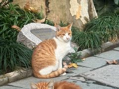 -静安公园(静安寺街道)
