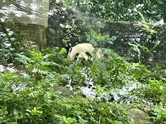 -都江堰中华大熊猫苑