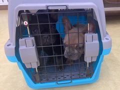 -瑞派宠物医院·中兽医专科(中央商城分院)