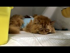 -北京派仕佳德动物医院·超导核磁·CT·神经科·骨科·内外科·急重症管理中心