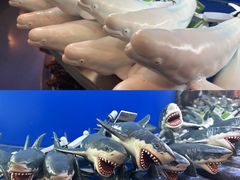 -上海海洋水族馆