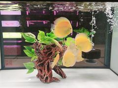 -中环花鸟鱼虫市场