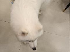 -安格丽娜·狗咖·猫咖羊驼咖(春熙路百盛商场店)