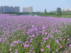 -洋湖国家湿地公园