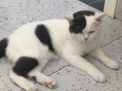 -喵园·猫主题咖啡厅·撸猫·猫咖(国贸店)