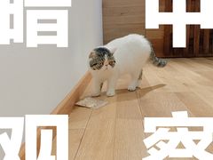 -瞄一喵猫咖(格力海岸店)
