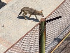 -青藏高原野生动物园