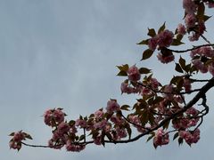 -高东镇樱花园