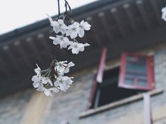 -武汉大学-樱园