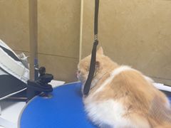 -佳雯宠物医院·皮肤科·内外科(春晓路分院)