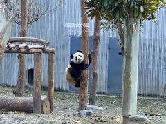 -卧龙中华大熊猫苑神树坪基地