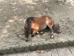 -成都动物园
