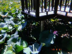 -军山湖云水间生态农业旅游景区