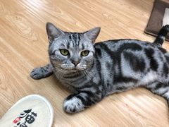 -猫和宫(六道口店)