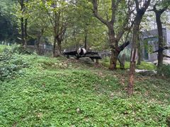 -都江堰中华大熊猫苑