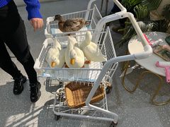 -共舞时光猫咖·狗咖(新街口店)