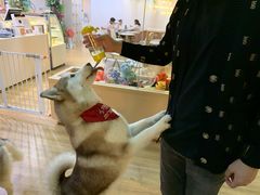 -Husky Go! 哈士奇体验馆·宠物咖啡厅狗咖