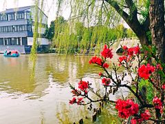 -南汇桃花村