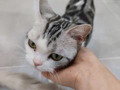 -有喵·猫咖·狗咖·30几只猫10只小狗(岗厦店)