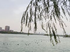 -济南大明湖景区