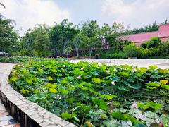 -西双版纳勐泐文化旅游区