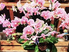 -双季花艺园艺市场(浦东店)