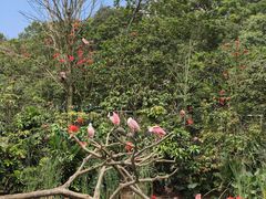-新加坡飞禽公园