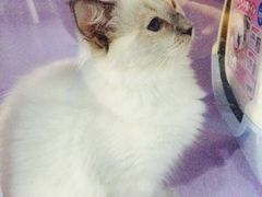 -喵的天空名猫咖啡馆·撸猫·猫舍·用品