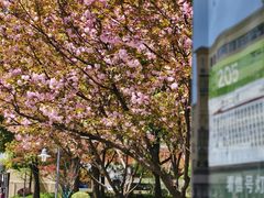 -大木小区斜土路1341弄