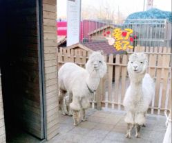 -萌宠亲子动物乐园(槐房万达店)