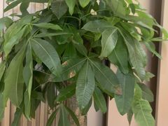 -普天和酒楼(天津之眼店)