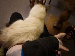 -猫色咖啡·猫咖