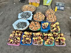 -云南木水花野生菌交易中心