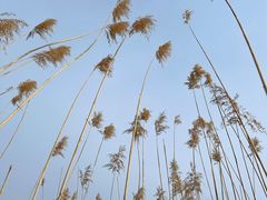 -野鸭湖国家湿地公园