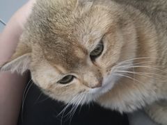 -贝康宠物医院·犬猫全科·小动物特色诊疗中心(东环路店)