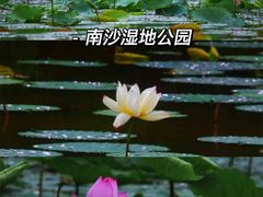 -大湾区中央湿地公园