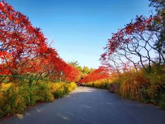 -北京西山国家森林公园