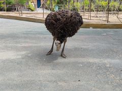 -新疆天山野生动物园