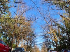-三里屯东五街银杏大道