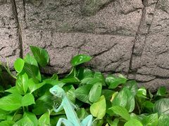 -上海大自然野生昆虫馆(东方明珠·爬宠昆虫探索中心)