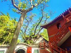 -趵突泉景区