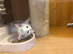 -Pets First伊珊娜洗护·精致美容·家庭式寄养(新会路店)