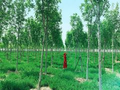 -天津东丽湖风景区