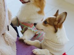 -怪兽屋·羊驼·猫咖·狗咖(俊华广场店)