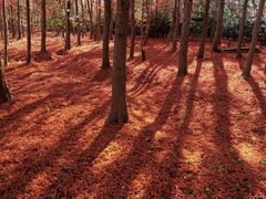 -上海海湾国家森林公园
